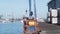 Seagull bird, port, seaport, dock or fisherman wharf, fishing industry, fishery.