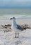 Seagull bird resting on a sandy beach in the Gulf of Mexico, Florida
