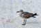 Seagull bird resting on a sandy beach in the Gulf of Mexico, Florida