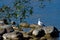 Seagull Bird on Rocks at Lake\\\'s Edge