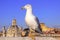 Seagull bird\'s eye view of city Rome