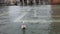 Seagull bird in the Saint Mark square in Venice Italy during the flood