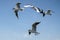 Seagull bird showing wing spread in flight on blue sky