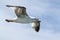 Seagull bird showing wing spread in flight on blue sky