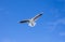 Seagull bird showing wing spread in flight on blue sky