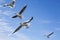 Seagull bird showing wing spread in flight on blue sky