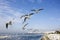 Seagull bird showing wing spread in flight on blue sky