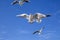 Seagull bird showing wing spread in flight on blue sky