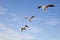 Seagull bird showing wing spread in flight on blue sky