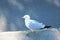 Seagull bird on the sidewalk