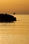 Seagull bird silhouette landing on rock jetty / pier at sunrise with golden light, cala bona, mallorca, spain