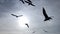 Seagull bird silhouettes flying against the sky