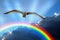 Seagull bird soaring over rainbow stormy clouds sky weather