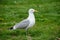 Seagull bird standing on green grass. Side view.