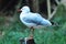 A seagull bird standing on one leg on a log