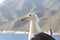 Seagull bird standing over the blue seashore.