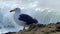 Seagull Bird Standing on a Rock