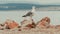 Seagull bird standing on the seashore rock