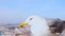 A seagull bird stands on background of Istanbul and flies away