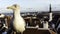 Seagull, bird, tallin, dramatic, oldcity, rainy, baltic states. closup,