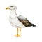 Seagull bird watercolor illustration. Hand drawn realistic gull sea, ocean marine avian image. Lesser black-backed gull