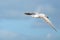 Seagull bird wildlife flying freedom over blue sky outdoor nature awe inspiring view