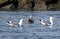 Seagull Bird Yelling At Other Birds On Water