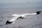 The Seagull birds on beach and mangrove forest in Thailand country