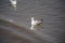The Seagull birds on beach and mangrove forest in Thailand country