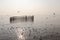 Seagull birds fly on sky and sea, flying around a bamboo heart shape fencing, in a river delta bank, in Bangpoo Thailand in