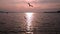 Seagull birds fly in super slow motion over colorful sunset background.
