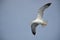 Seagull birds flying in blue sky