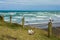 Seagull Birds at Muriwai Beach Auckland New Zealand
