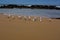 Seagull birds relaxing on sand