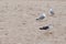 Seagull birds walking on sand of empty beach in Peniscola, Castellon, Spain