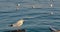 Seagull, black cormorant birds swimming turquoise sea