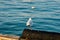 Seagull, black cormorant birds swimming turquoise sea