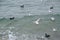 Seagull, black cormorant birds swimming turquoise sea