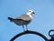 Seagull on Black Perch