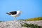 Seagull black and white bird with yellow and red beak on the stone on bright blue sky background close up