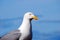 Seagull and blue ocean