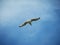 Seagull and the blue sky