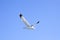 Seagull In A Blue Sky
