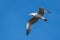 Seagull on blue sky background