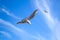 Seagull on blue sky background with windy clouds