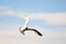 Seagull in The Blue Sky with Clouds