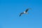 A Seagull on a blue sky. Copy space.