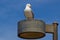 Seagull and blue sky at Niagara Park at Niagara Falls