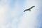Seagull on the blue summer sky in Sweden