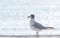 Seagull on blurred sea background with bokeh effect. Black Sea. Sunny Beach, Bulgaria. Summer vacation, travel concept